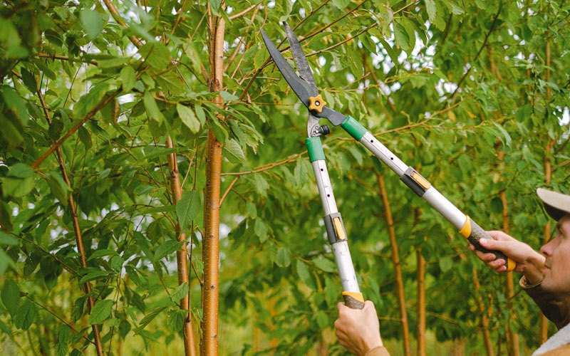 Tree trimming in Pequot Lakes, MN