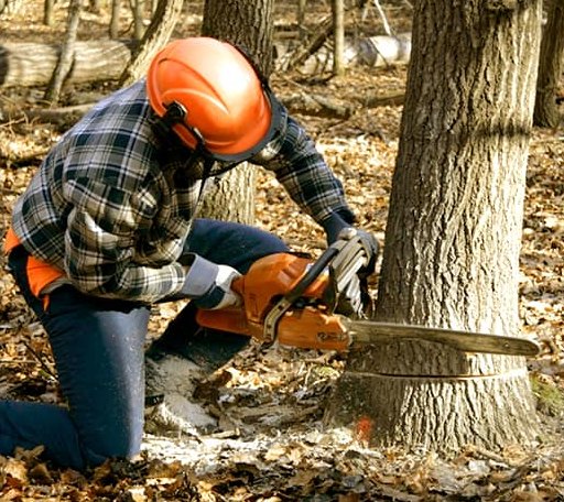 Tree Removal in Pequot Lakes, MN